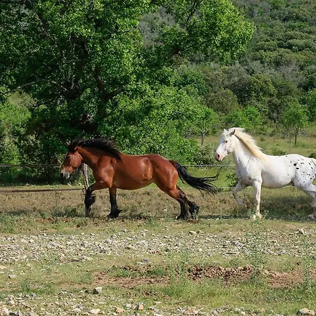 Orman Evi Mas Des Claparedes *